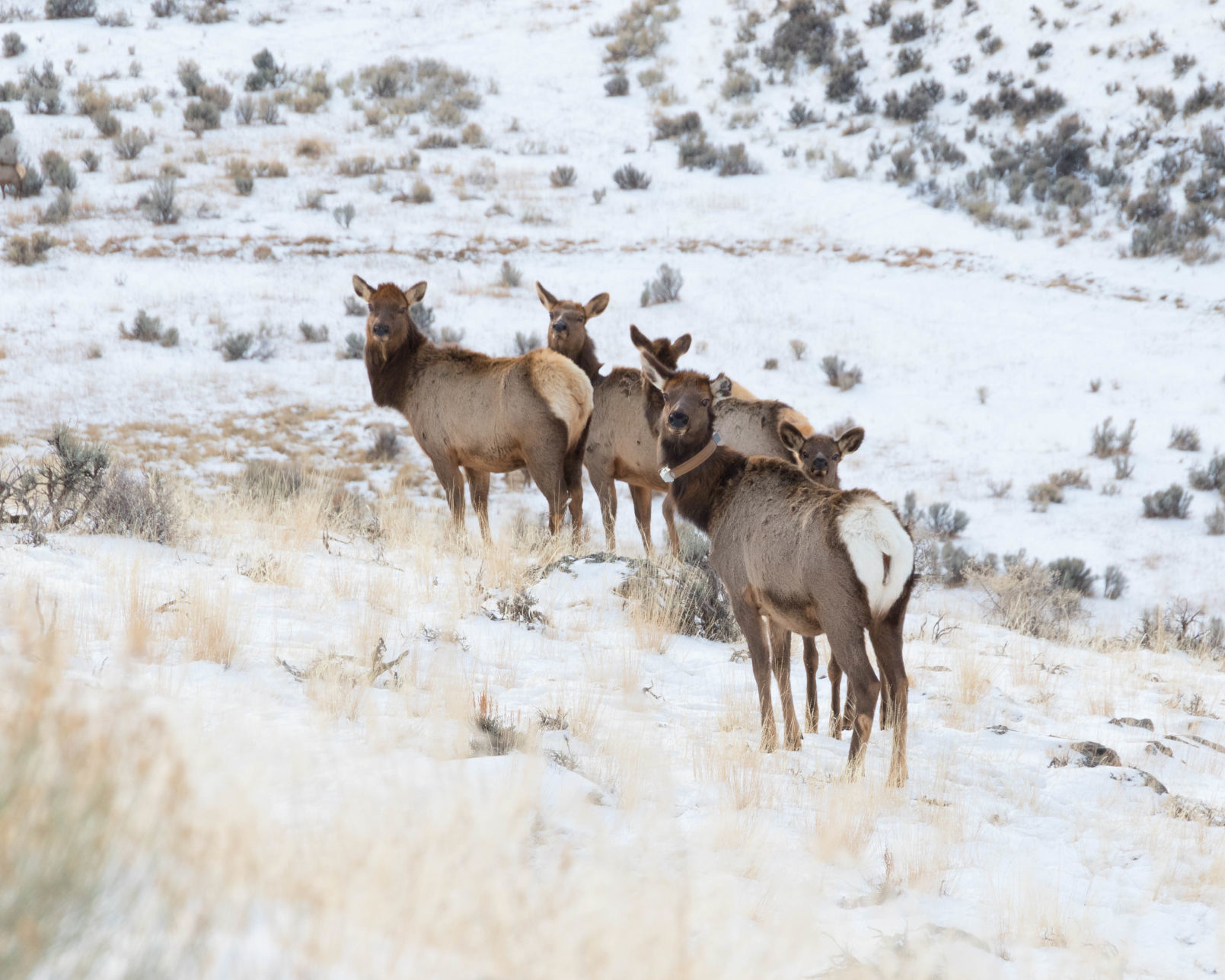 Cow Elk
